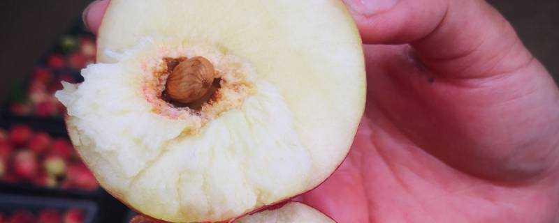 桃子核能吃嗎