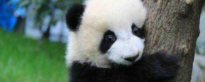 熊貓為什麼是黑白相間的