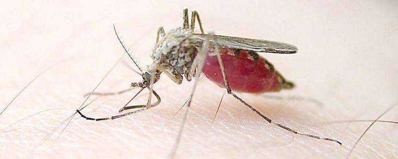 物理驅蚊方法