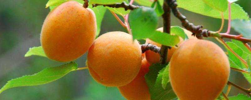 杏和桃的區別