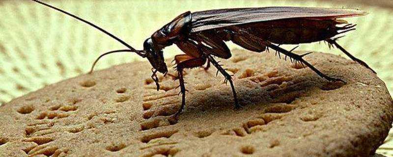 蟑螂會叫出聲音嗎