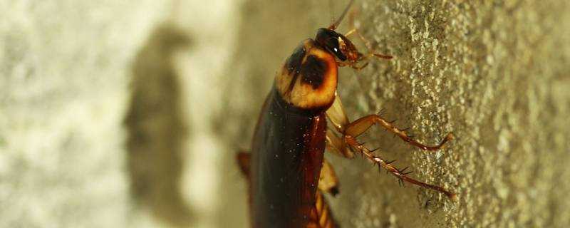 蟑螂會餓死嗎