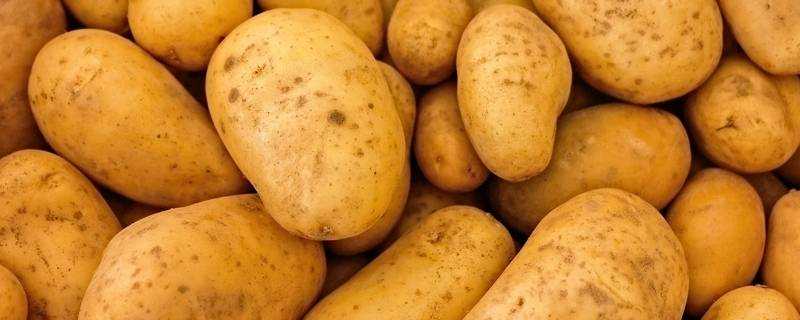 怎麼儲存土豆能放一年