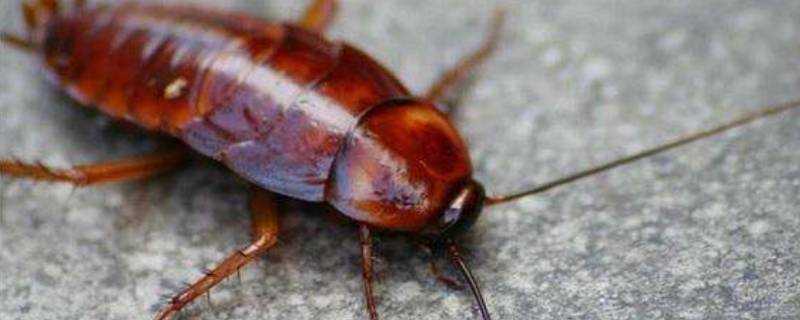 蟑螂為什麼怕熱水