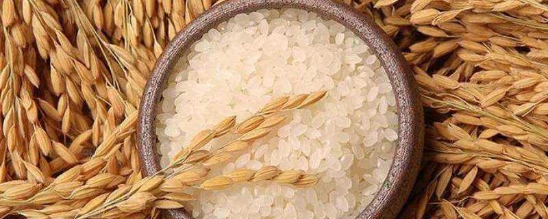 早稻米又叫什麼米
