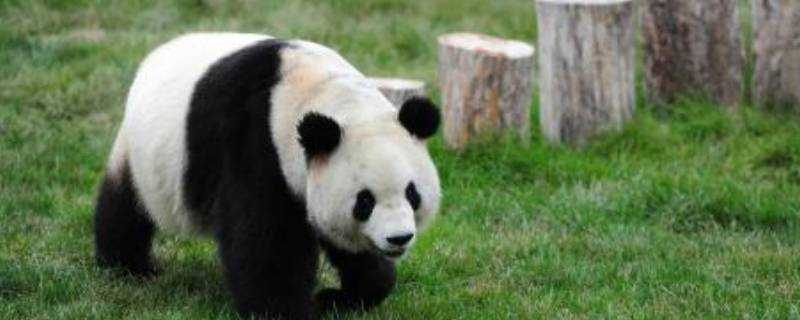野生大熊貓會攻擊人嗎