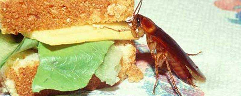 蟑螂有毒嗎爬過的東西可以吃嗎