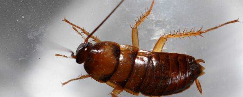 蟑螂糞便有毒嗎
