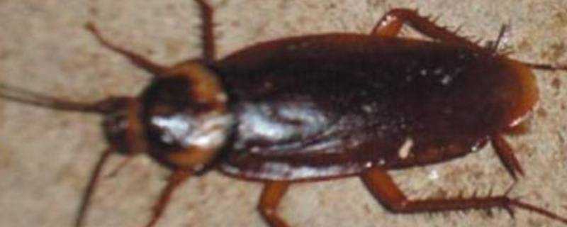 蟑螂公母區分