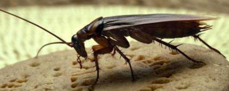 蟑螂有毒嗎?