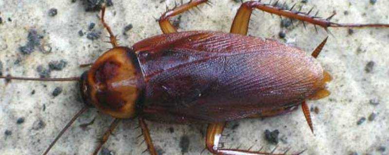 蟑螂能活多長時間