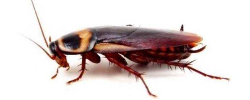 蟑螂踩死繁殖更快嗎