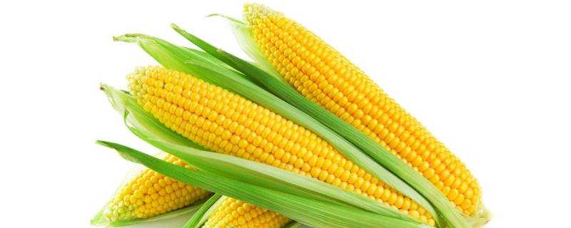 一個玉米的熱量是多少千焦