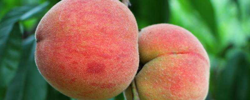 水蜜桃需要冰箱儲存嗎