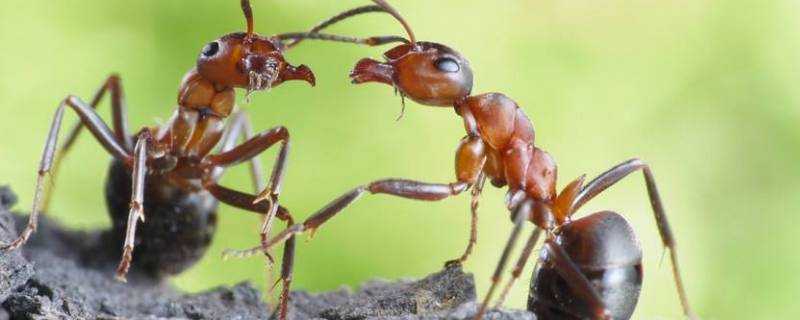 螞蟻什麼的什麼的