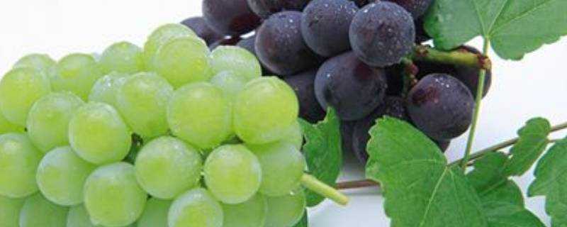 洗過水的葡萄如何儲存
