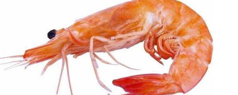 吃大蝦會長胖嗎