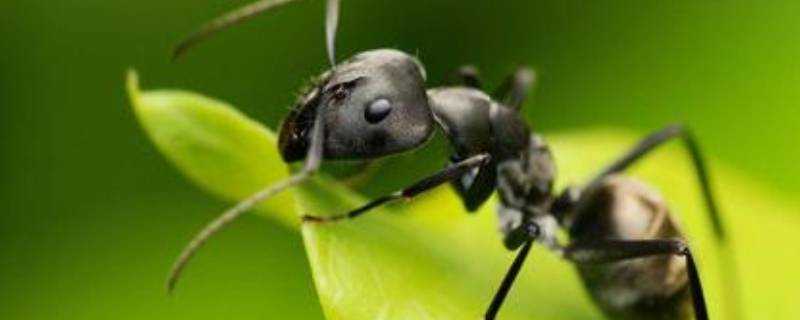 水杯招螞蟻是怎麼回事