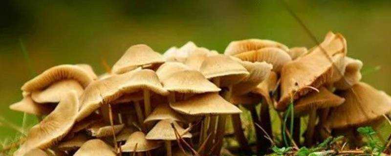 蘑菇上面長了一層白毛還能吃嗎