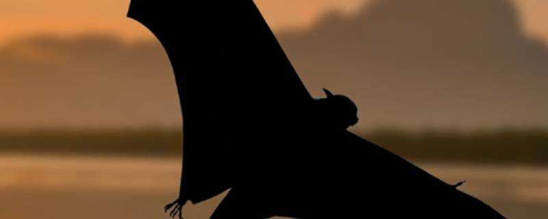 蝙蝠能鑽多小的縫隙