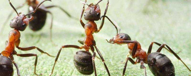 螞蟻的力量有多大