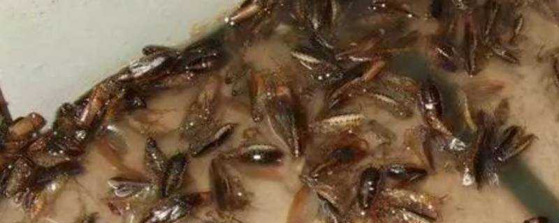 八四消毒液能殺死蟑螂嗎
