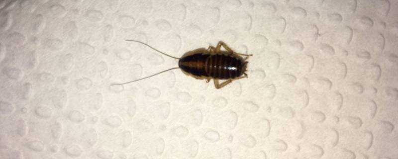 為什麼床上會有蟑螂