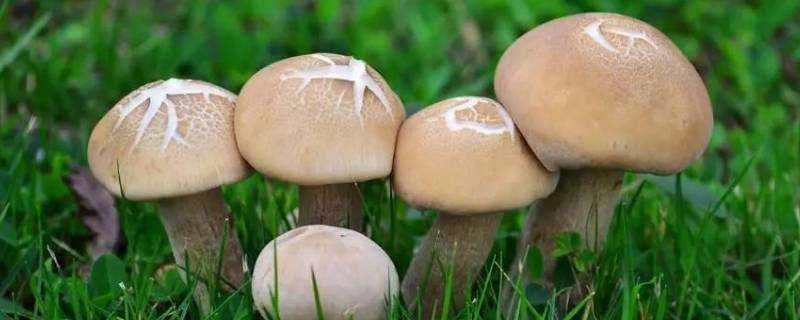 什麼蘑菇可以吃