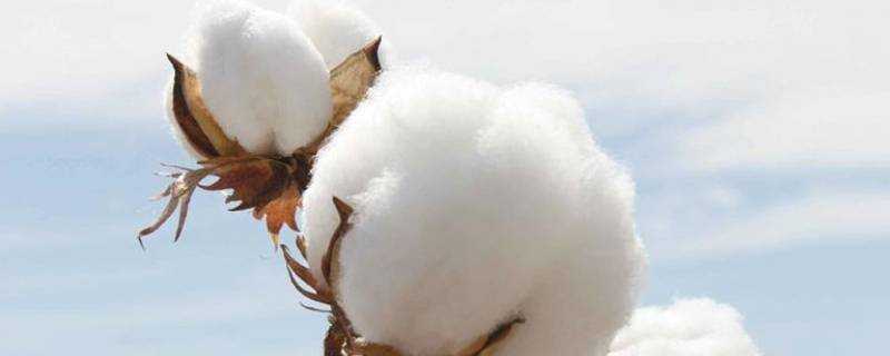 棉花可以洗嗎