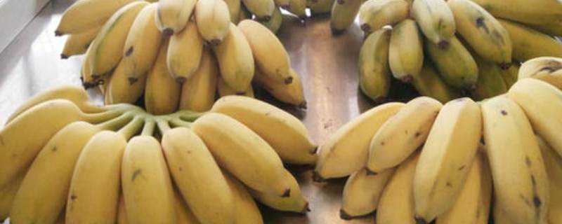 蘋果香蕉是什麼香蕉