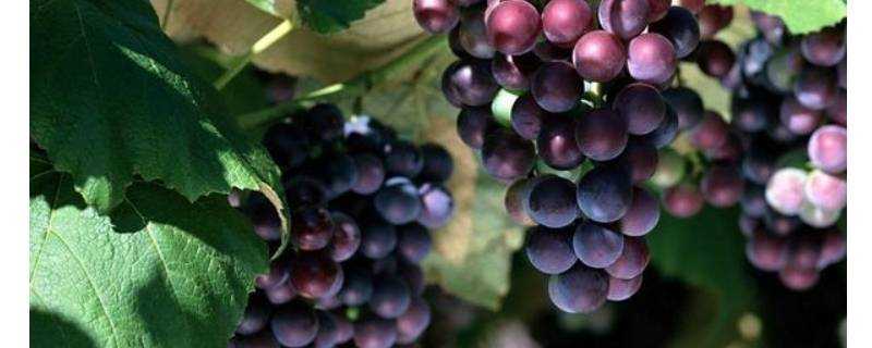 夏黑葡萄有籽嗎