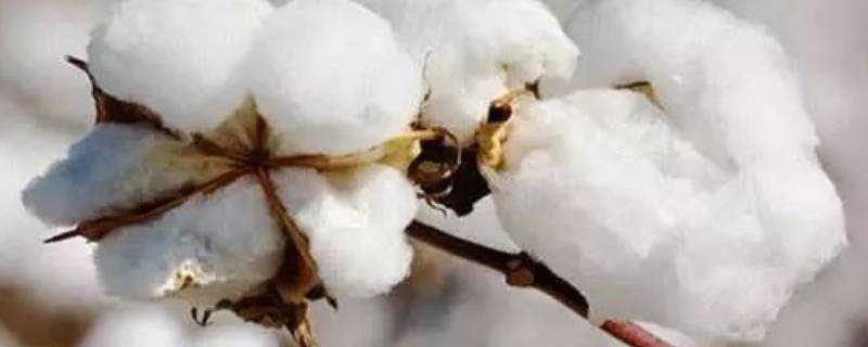 棉花和羊毛的主要成分是什麼