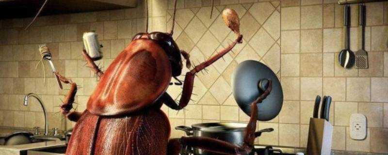 廚房裡有蟑螂怎麼辦