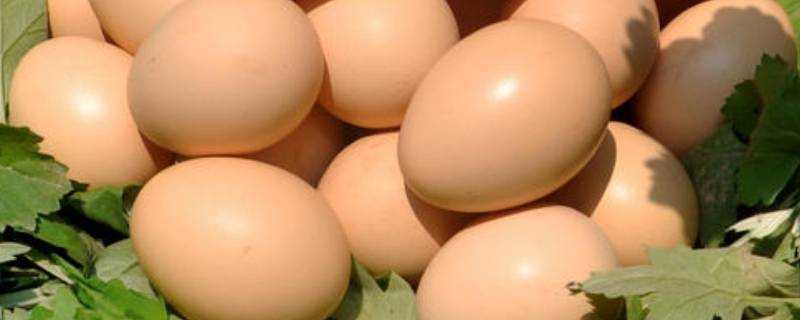 蒸實蛋十個雞蛋多少水