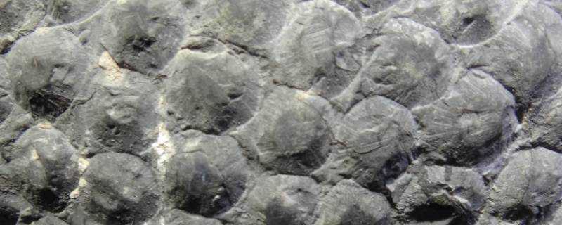 石灰岩有什麼特點