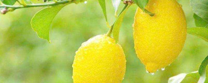 一個檸檬有多少維生素c