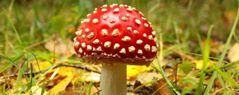 野蘑菇能吃嗎,怎麼辨別