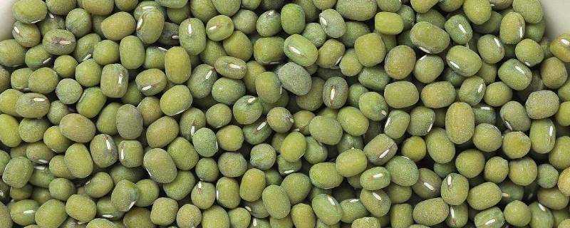 如何篩選出鐵綠豆