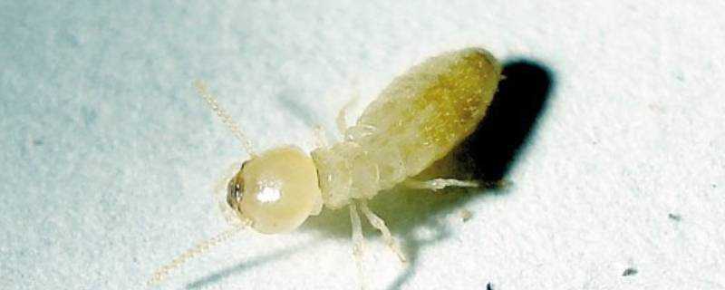 白螞蟻的危害有多大?咬人嗎?