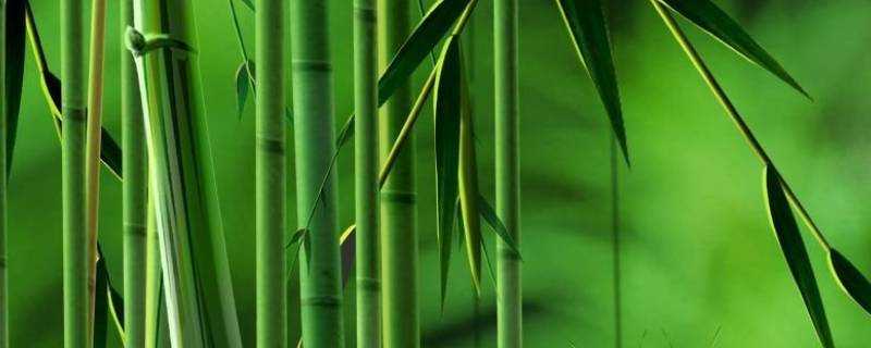 竹子代表什麼人的精神品質