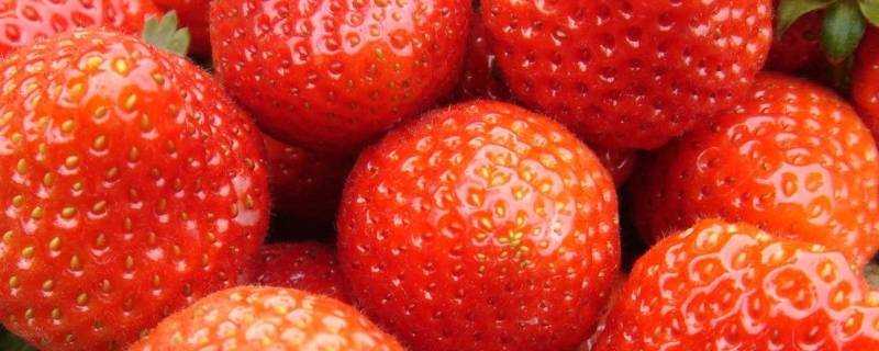 草莓放冰箱能儲存多久