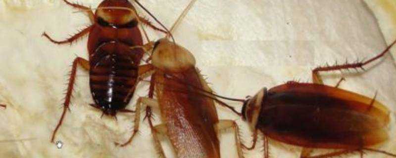 蟑螂會爬到人身上嗎
