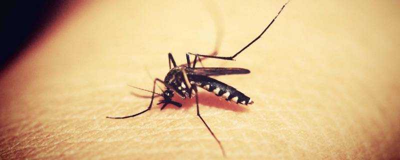 蚊子滅絕了世界會怎樣