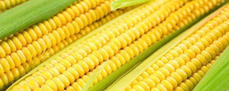 為什麼醫生建議少吃玉米