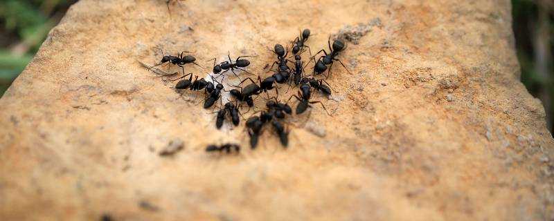75%酒精能殺死螞蟻嗎
