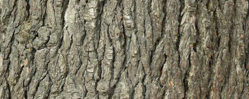 樹皮的主要成分是纖維素嗎
