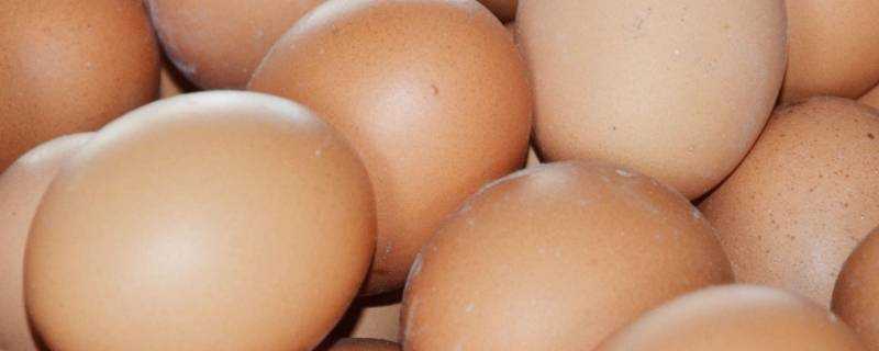 洋雞蛋是什麼