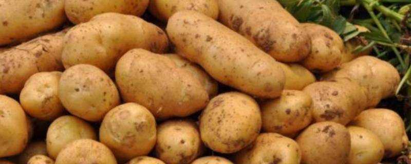 新土豆為什麼會發青