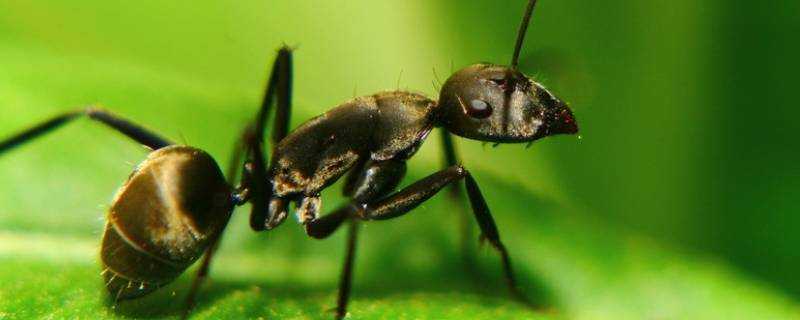 螞蟻爬過的東西能吃嗎