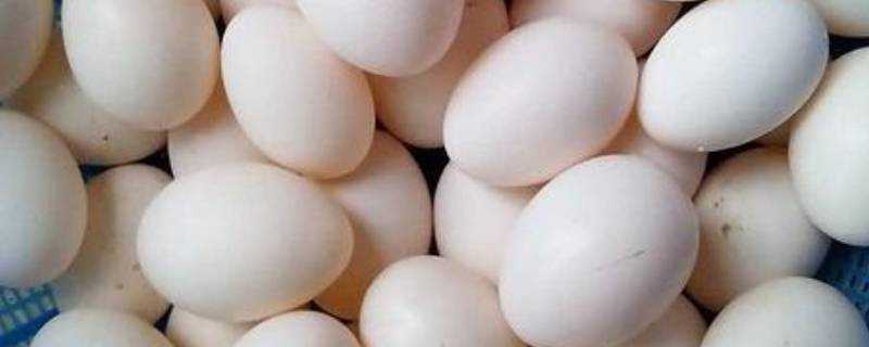 鴿子蛋和雞蛋營養對比